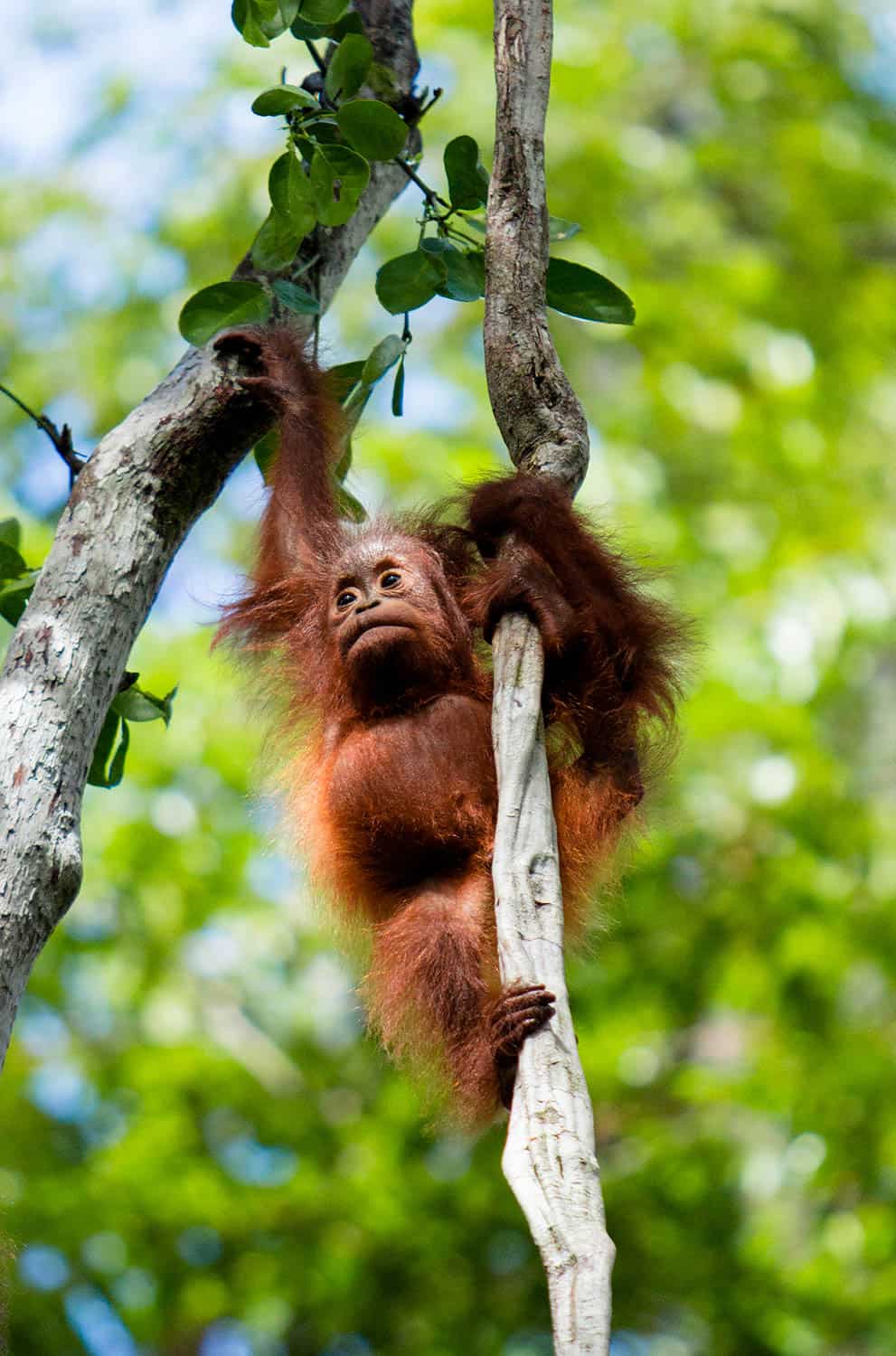 Orangutan Baby On Branch